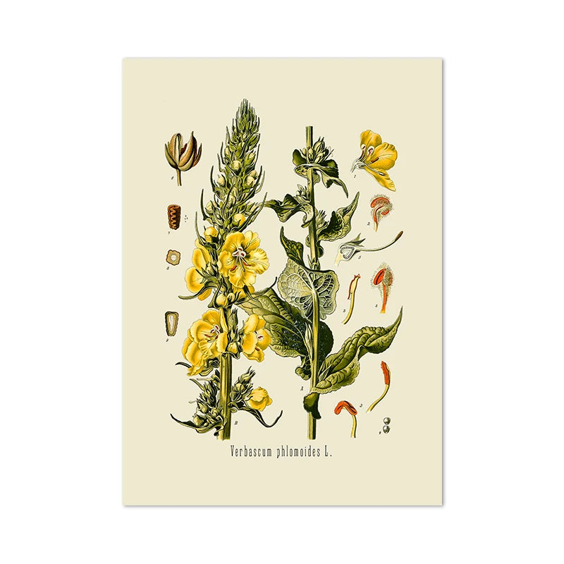 Botanical Studies Vintage Posters and Prints Antique French Plant Illustrations Canvas Painting Botany Wall Art Pictures Decor