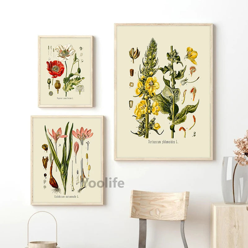 Botanical Studies Vintage Posters and Prints Antique French Plant Illustrations Canvas Painting Botany Wall Art Pictures Decor