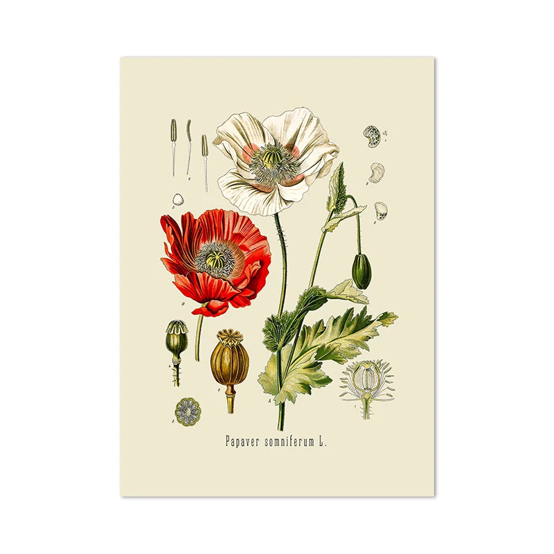 Botanical Studies Vintage Posters and Prints Antique French Plant Illustrations Canvas Painting Botany Wall Art Pictures Decor