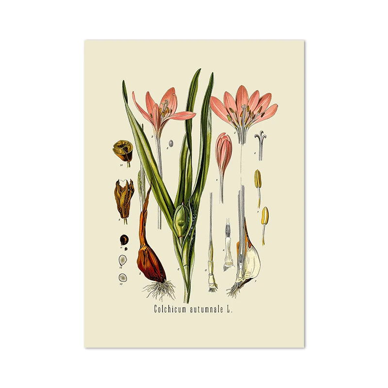 Botanical Studies Vintage Posters and Prints Antique French Plant Illustrations Canvas Painting Botany Wall Art Pictures Decor