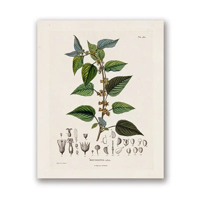 Botanical Studies Vintage Posters and Prints Antique French Plant Illustrations Canvas Painting Botany Wall Art Pictures Decor