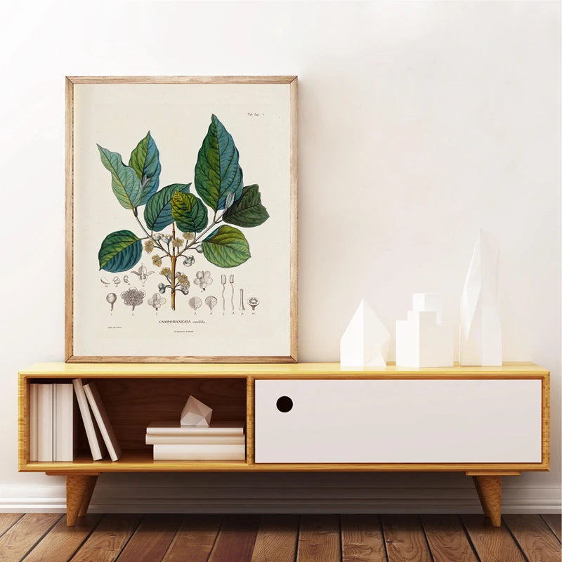 Botanical Studies Vintage Posters and Prints Antique French Plant Illustrations Canvas Painting Botany Wall Art Pictures Decor