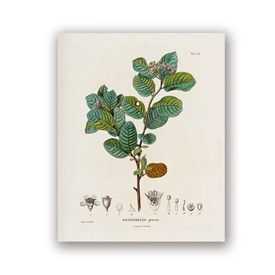 Botanical Studies Vintage Posters and Prints Antique French Plant Illustrations Canvas Painting Botany Wall Art Pictures Decor