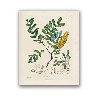 Botanical Studies Vintage Posters and Prints Antique French Plant Illustrations Canvas Painting Botany Wall Art Pictures Decor