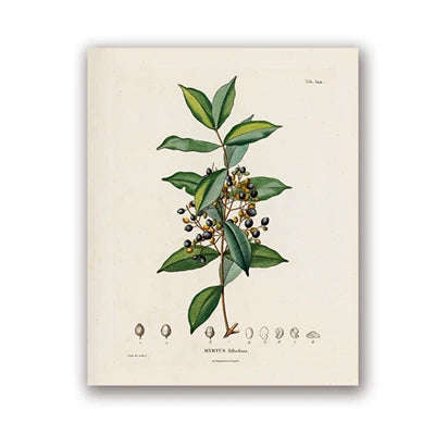 Botanical Studies Vintage Posters and Prints Antique French Plant Illustrations Canvas Painting Botany Wall Art Pictures Decor