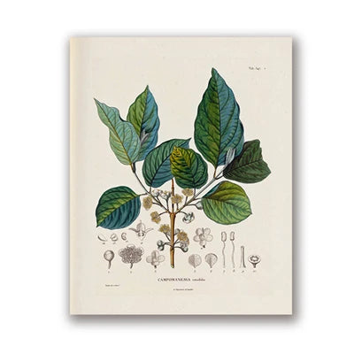 Botanical Studies Vintage Posters and Prints Antique French Plant Illustrations Canvas Painting Botany Wall Art Pictures Decor