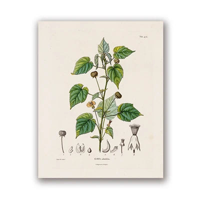Botanical Studies Vintage Posters and Prints Antique French Plant Illustrations Canvas Painting Botany Wall Art Pictures Decor