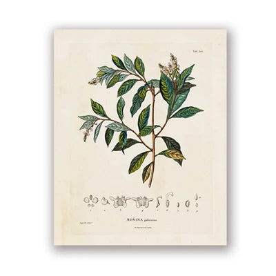 Botanical Studies Vintage Posters and Prints Antique French Plant Illustrations Canvas Painting Botany Wall Art Pictures Decor