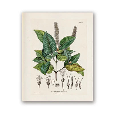 Botanical Studies Vintage Posters and Prints Antique French Plant Illustrations Canvas Painting Botany Wall Art Pictures Decor