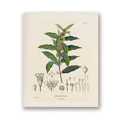 Botanical Studies Vintage Posters and Prints Antique French Plant Illustrations Canvas Painting Botany Wall Art Pictures Decor