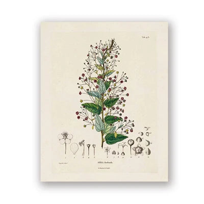 Botanical Studies Vintage Posters and Prints Antique French Plant Illustrations Canvas Painting Botany Wall Art Pictures Decor