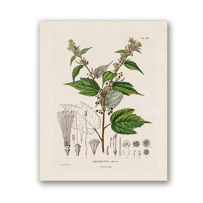 Botanical Studies Vintage Posters and Prints Antique French Plant Illustrations Canvas Painting Botany Wall Art Pictures Decor