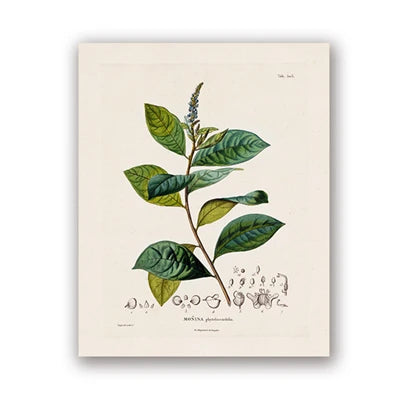 Botanical Studies Vintage Posters and Prints Antique French Plant Illustrations Canvas Painting Botany Wall Art Pictures Decor