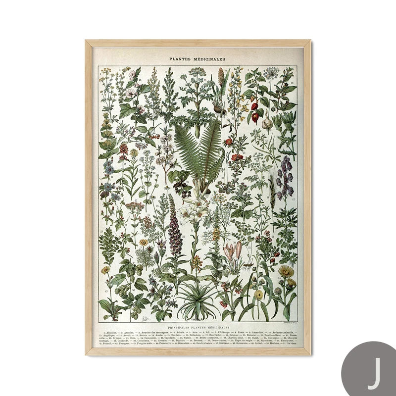 Mushroom Vintage Botanical Herbs Flowers Vegetable Encyclopedia Wall Art Canvas Painting Poster Decorative Prints Room Pictures