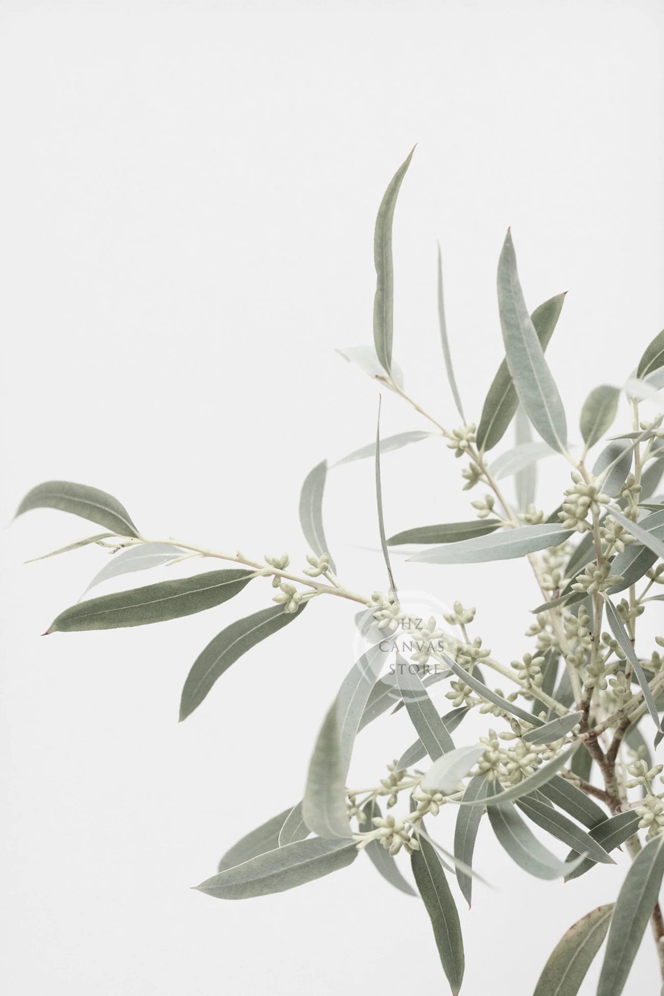 Modern Botanical Farmhouse Print Wall Art Eucalyptus Olive Branch Palm Leaves Neutral Nature Photography Living Room Home Decor