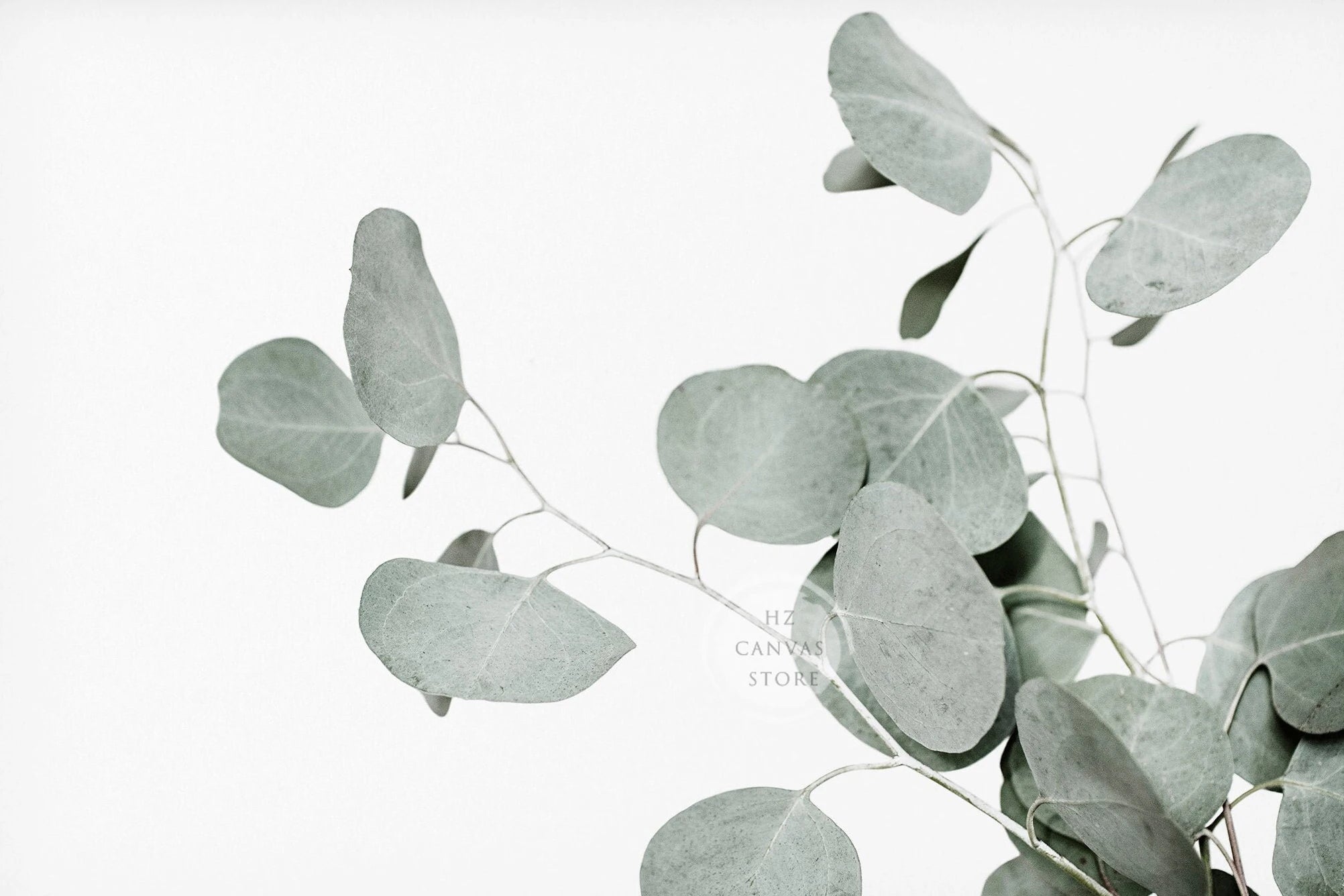 Modern Botanical Farmhouse Print Wall Art Eucalyptus Olive Branch Palm Leaves Neutral Nature Photography Living Room Home Decor