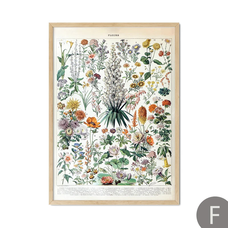 Mushroom Vintage Botanical Herbs Flowers Vegetable Encyclopedia Wall Art Canvas Painting Poster Decorative Prints Room Pictures