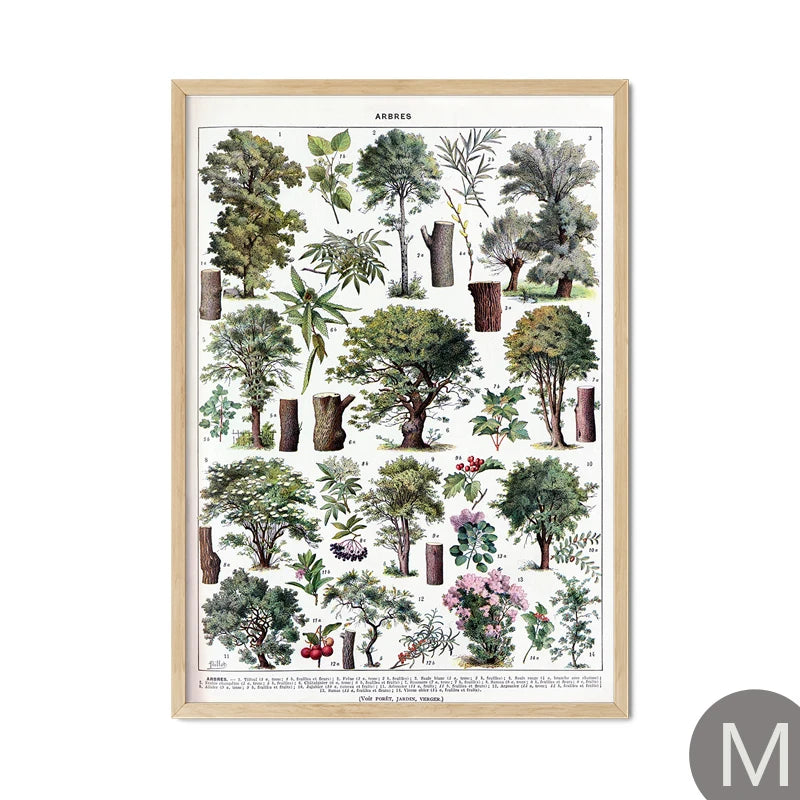 Mushroom Vintage Botanical Herbs Flowers Vegetable Encyclopedia Wall Art Canvas Painting Poster Decorative Prints Room Pictures