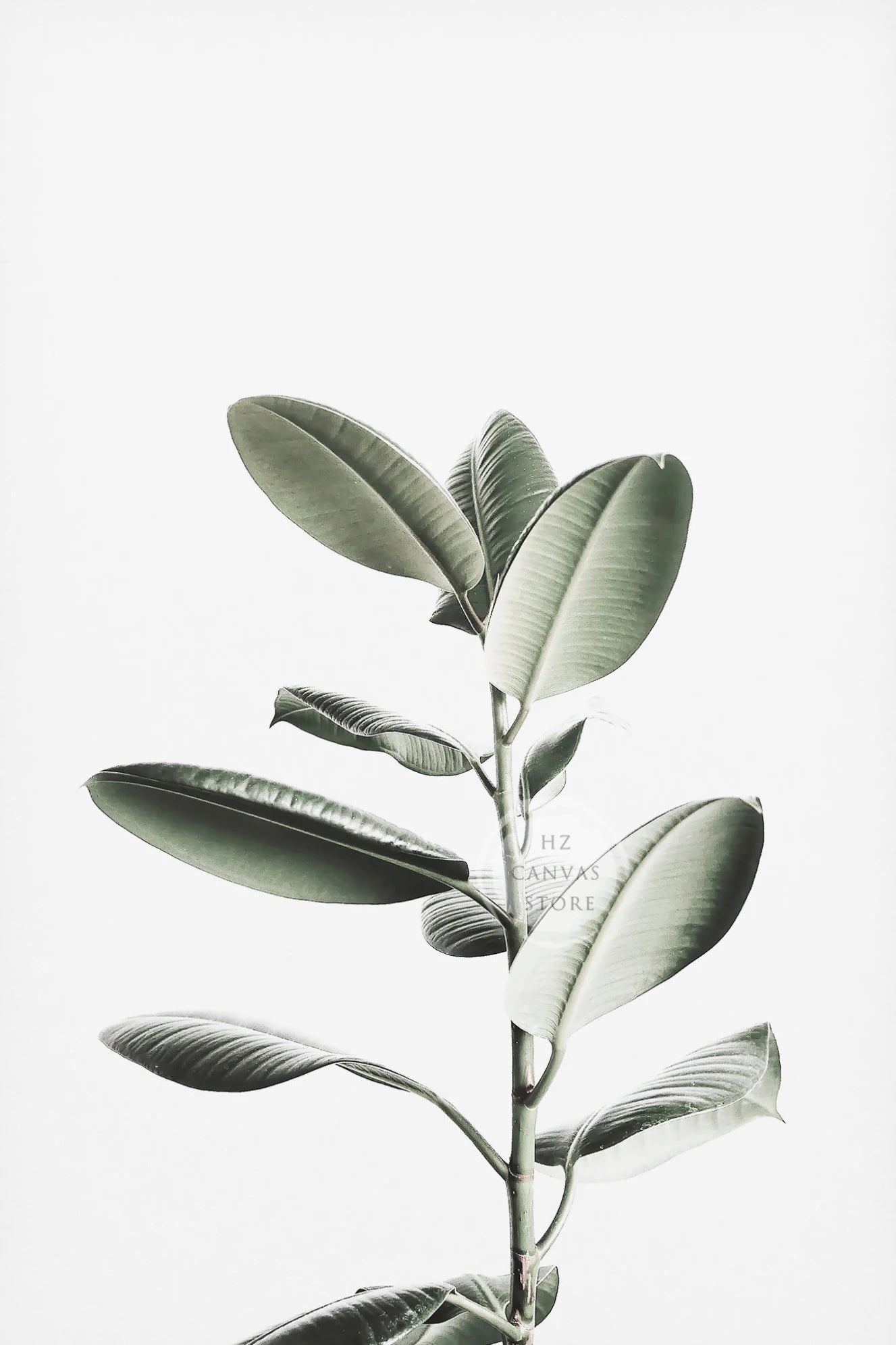 Modern Botanical Farmhouse Print Wall Art Eucalyptus Olive Branch Palm Leaves Neutral Nature Photography Living Room Home Decor