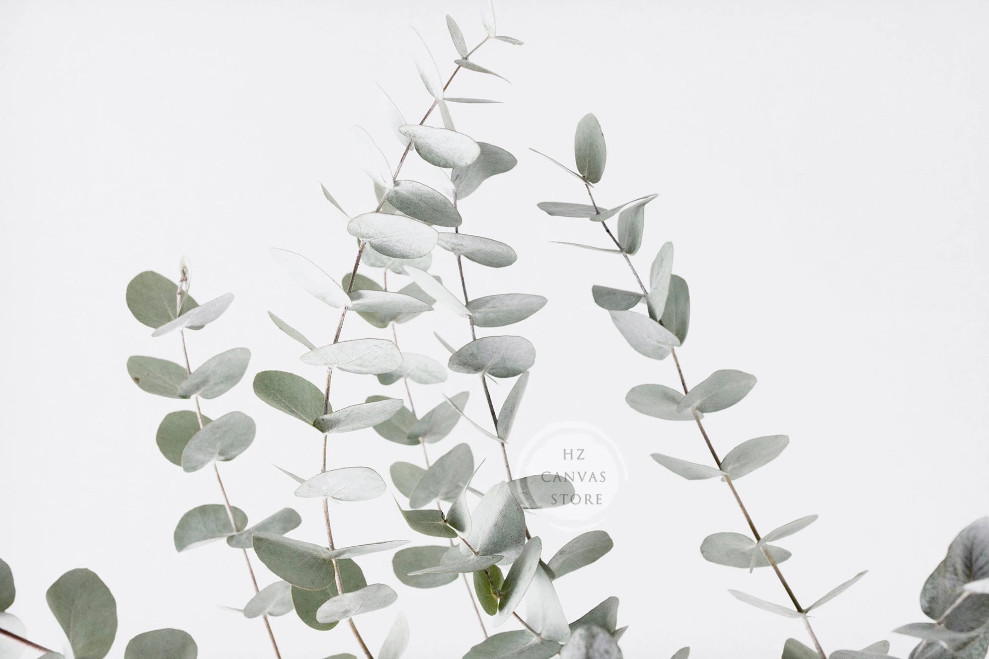 Modern Botanical Farmhouse Print Wall Art Eucalyptus Olive Branch Palm Leaves Neutral Nature Photography Living Room Home Decor
