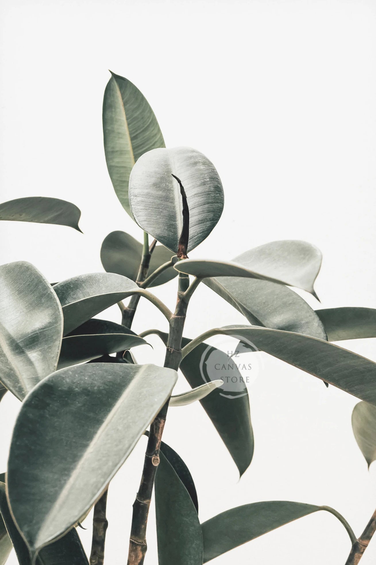 Modern Botanical Farmhouse Print Wall Art Eucalyptus Olive Branch Palm Leaves Neutral Nature Photography Living Room Home Decor