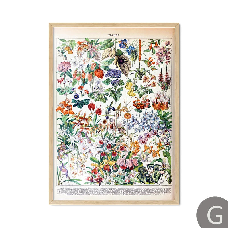 Mushroom Vintage Botanical Herbs Flowers Vegetable Encyclopedia Wall Art Canvas Painting Poster Decorative Prints Room Pictures