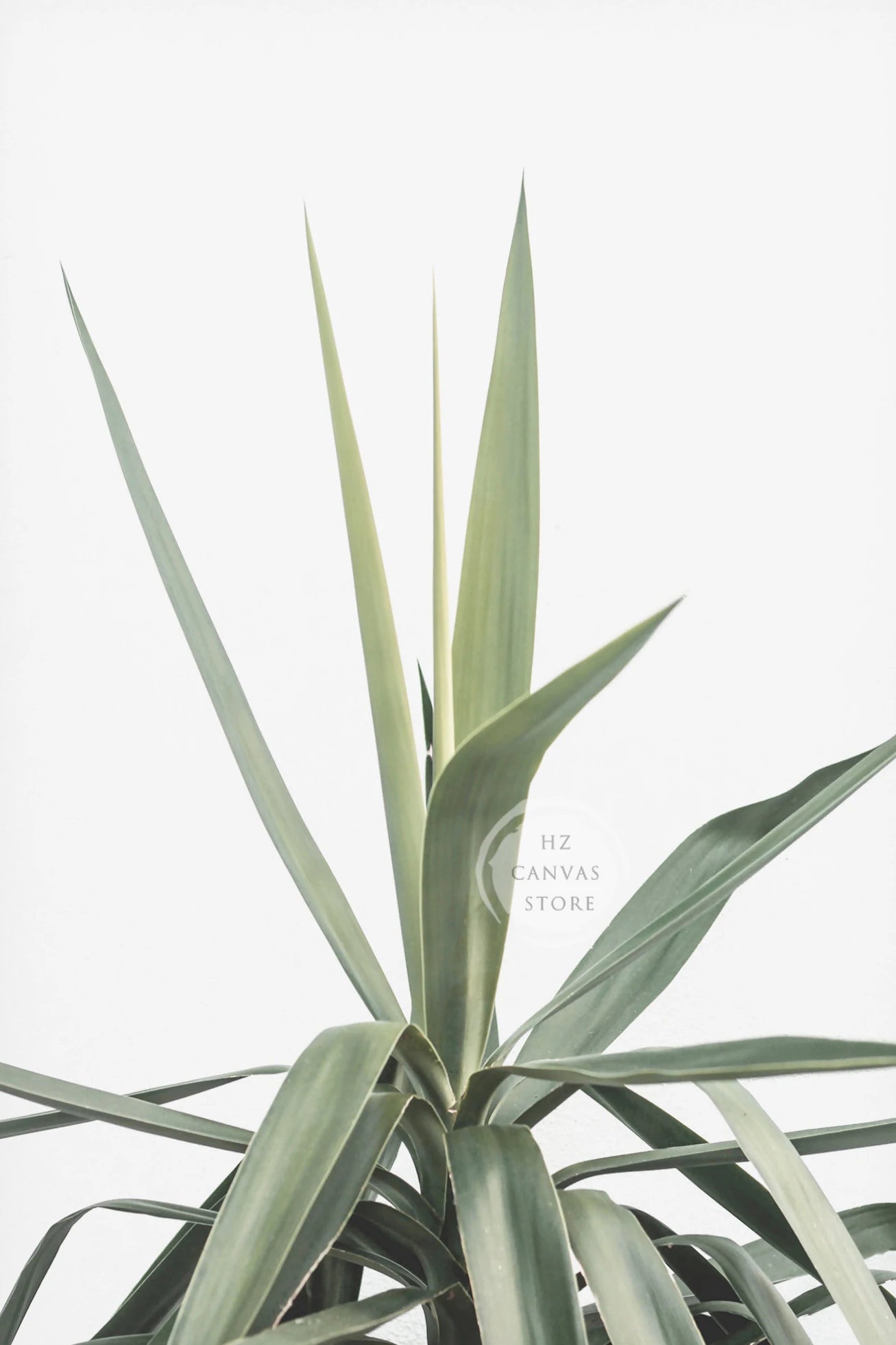 Modern Botanical Farmhouse Print Wall Art Eucalyptus Olive Branch Palm Leaves Neutral Nature Photography Living Room Home Decor